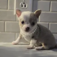 Lilly, a female Chihuahua for sale in Newark Valley, NY – Photo 10 of 10