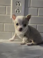 Lilly, a female Chihuahua for sale in Newark Valley, NY – Photo 10 of 10