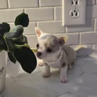 Lilly, a female Chihuahua for sale in Newark Valley, NY – Photo 8 of 10