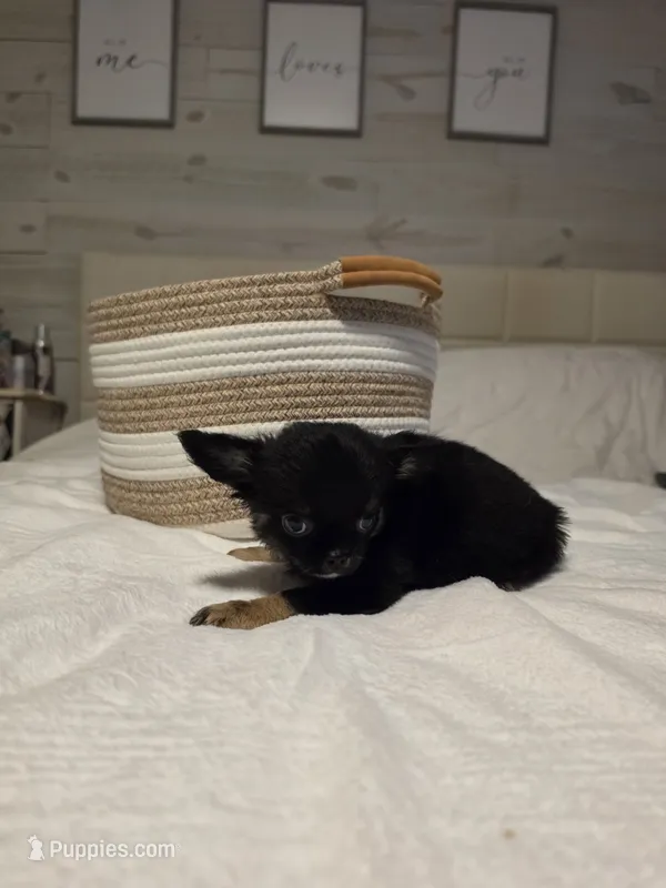 Jackie – Chihuahua puppy for sale in Newark Valley, NY