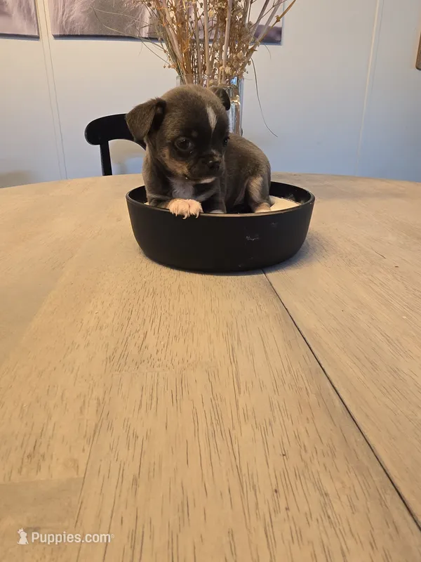 Addi – Chihuahua puppy for sale in Newark Valley, NY