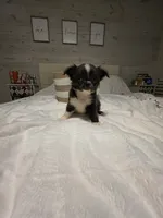 Jazz, a male Chihuahua for sale in Newark Valley, NY – 9 of 9