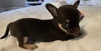 Jack, a male Chihuahua for sale in Newark Valley, NY – 3 of 8