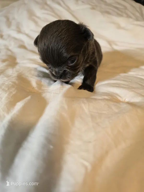 Jillian – Chihuahua puppy for sale in Newark Valley, NY