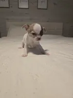 Bianca, a female Chihuahua for sale in Newark Valley, NY – 5 of 5
