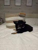 Jackie, a female Chihuahua for sale in Newark Valley, NY – 5 of 8