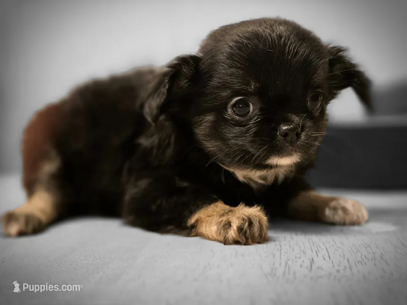 Jackie – Chihuahua puppy for sale in Newark Valley, NY