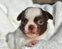 Basil, a male Chihuahua for sale in Newark Valley, NY – 4 of 7