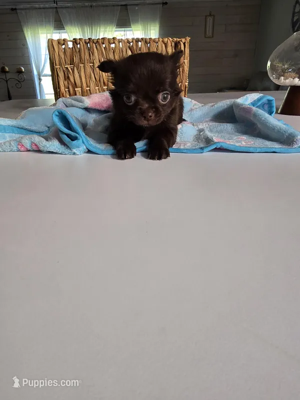 jimmy – Chihuahua puppy for sale in Newark Valley, NY