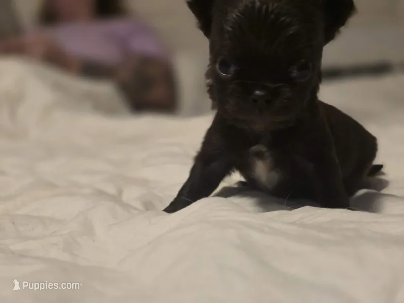 jimmy – Chihuahua puppy for sale in Newark Valley, NY