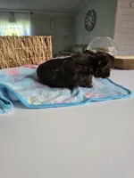 jimmy, a male Chihuahua for sale in Newark Valley, NY – Photo 5 of 7