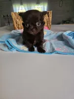 jimmy, a male Chihuahua for sale in Newark Valley, NY – Photo 6 of 7