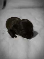 jimmy, a male Chihuahua for sale in Newark Valley, NY – Photo 2 of 6