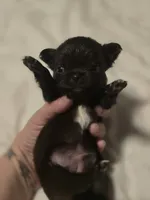 jimmy, a male Chihuahua for sale in Newark Valley, NY – Photo 5 of 5