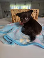 jimmy, a male Chihuahua for sale in Newark Valley, NY – Photo 3 of 7