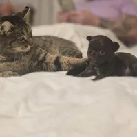 jimmy, a male Chihuahua for sale in Newark Valley, NY – Photo 4 of 5