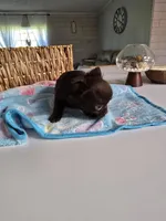 jimmy, a male Chihuahua for sale in Newark Valley, NY – Photo 4 of 7