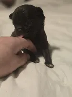 jimmy, a male Chihuahua for sale in Newark Valley, NY – Photo 3 of 5