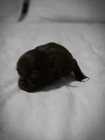 jimmy, a male Chihuahua for sale in Newark Valley, NY – Photo 4 of 6