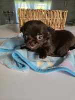 jimmy, a male Chihuahua for sale in Newark Valley, NY – Photo 7 of 7