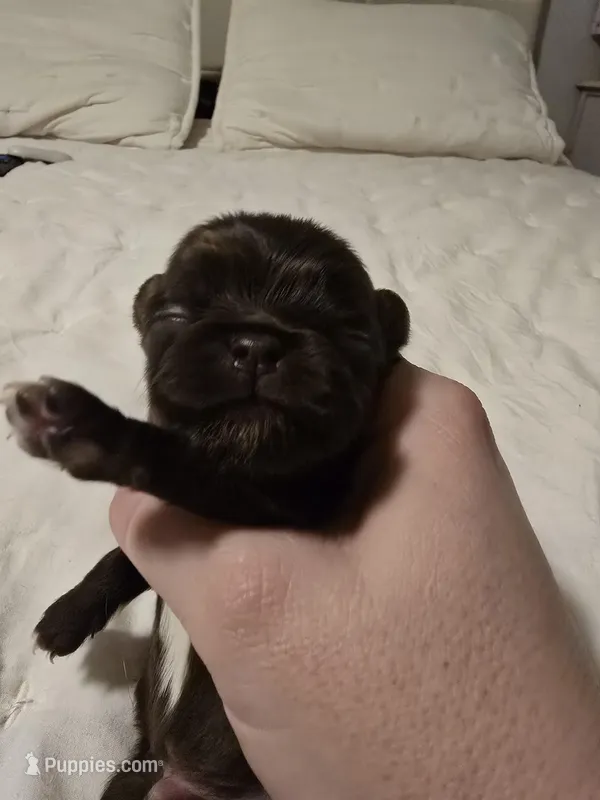 jimmy – Chihuahua puppy for sale in Newark Valley, NY