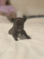 jimmy, a male Chihuahua for sale in Newark Valley, NY – Photo 2 of 5