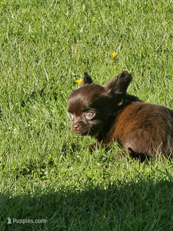 jimmy – Chihuahua puppy for sale in Newark Valley, NY