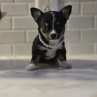 Lala, a female Chihuahua for sale in Newark Valley, NY – Photo 7 of 7