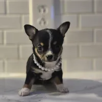 Lala, a female Chihuahua for sale in Newark Valley, NY – Photo 2 of 7