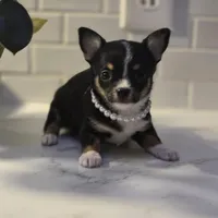 Lala, a female Chihuahua for sale in Newark Valley, NY – Photo 6 of 7