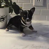 Lala, a female Chihuahua for sale in Newark Valley, NY – Photo 4 of 7