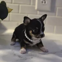 Lala, a female Chihuahua for sale in Newark Valley, NY – Photo 5 of 7