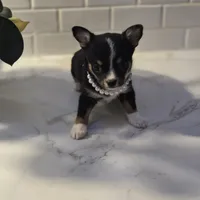 Lala, a female Chihuahua for sale in Newark Valley, NY – Photo 1 of 7