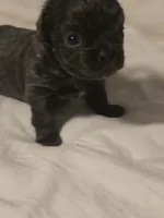 Landon, a male Chihuahua for sale in Newark Valley, NY – Photo 2 of 6