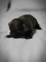 Landon, a male Chihuahua for sale in Newark Valley, NY – Photo 7 of 8