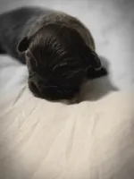 Landon, a male Chihuahua for sale in Newark Valley, NY – Photo 8 of 8