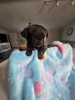 Landon, a male Chihuahua for sale in Newark Valley, NY – Photo 3 of 5