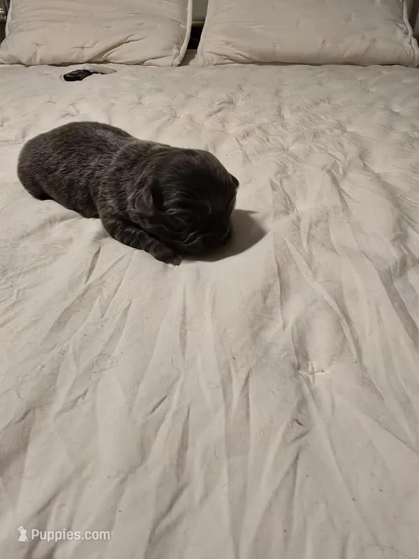 Landon – Chihuahua puppy for sale in Newark Valley, NY