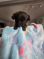 Landon, a male Chihuahua for sale in Newark Valley, NY – Photo 2 of 5