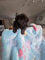 Landon, a male Chihuahua for sale in Newark Valley, NY – Photo 4 of 5