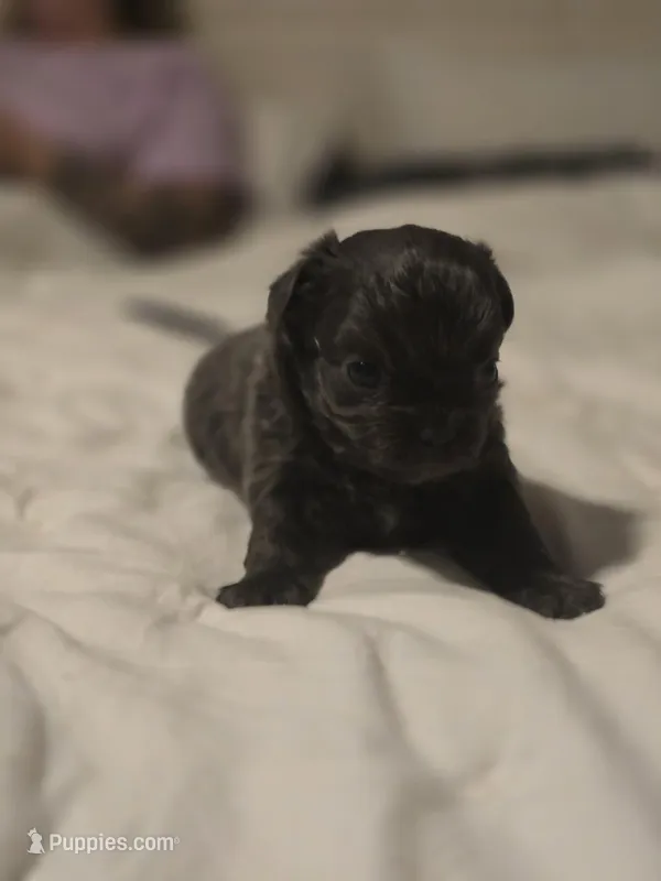 Landon – Chihuahua puppy for sale in Newark Valley, NY