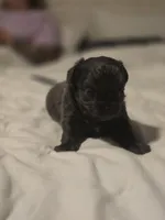 Landon, a male Chihuahua for sale in Newark Valley, NY – Photo 1 of 6