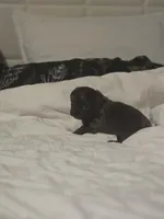 Landon, a male Chihuahua for sale in Newark Valley, NY – Photo 4 of 6