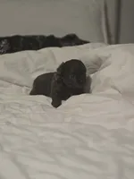 Landon, a male Chihuahua for sale in Newark Valley, NY – Photo 6 of 6