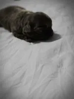 Landon, a male Chihuahua for sale in Newark Valley, NY – Photo 5 of 8