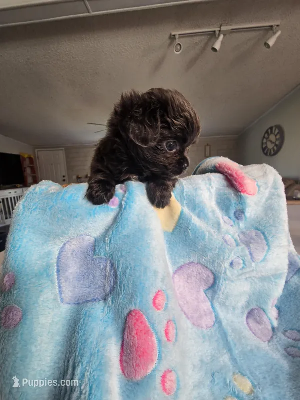 Landon – Chihuahua puppy for sale in Newark Valley, NY