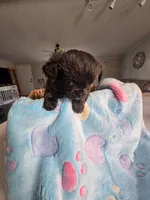 Landon, a male Chihuahua for sale in Newark Valley, NY – Photo 5 of 5