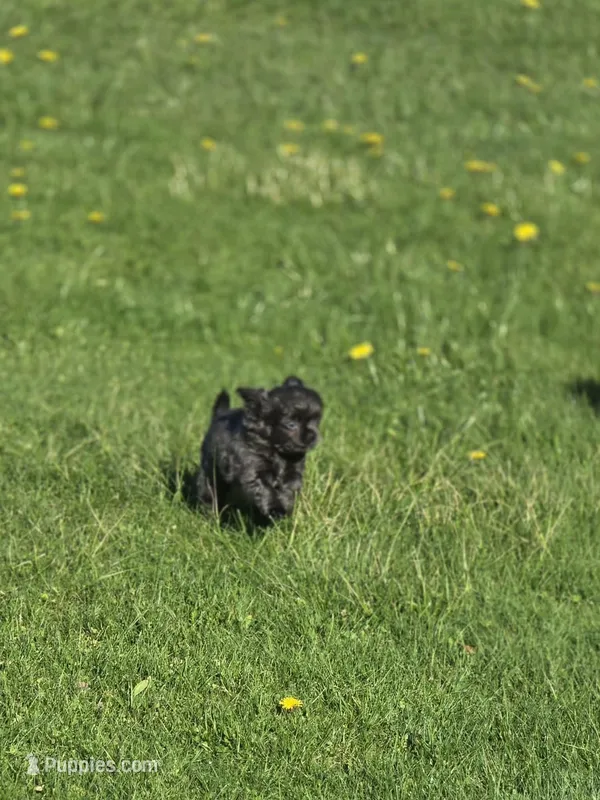 Landon – Chihuahua puppy for sale in Newark Valley, NY