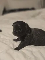 Landon, a male Chihuahua for sale in Newark Valley, NY – Photo 3 of 6