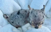 Lizzy, a female Chihuahua for sale in Newark Valley, NY – 1 of 7
